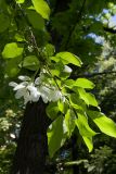 Malus prunifolia. Ветвь с соцветием. Санкт-Петербург, ботанический сад БИН РАН, в культуре. 07.06.2017.