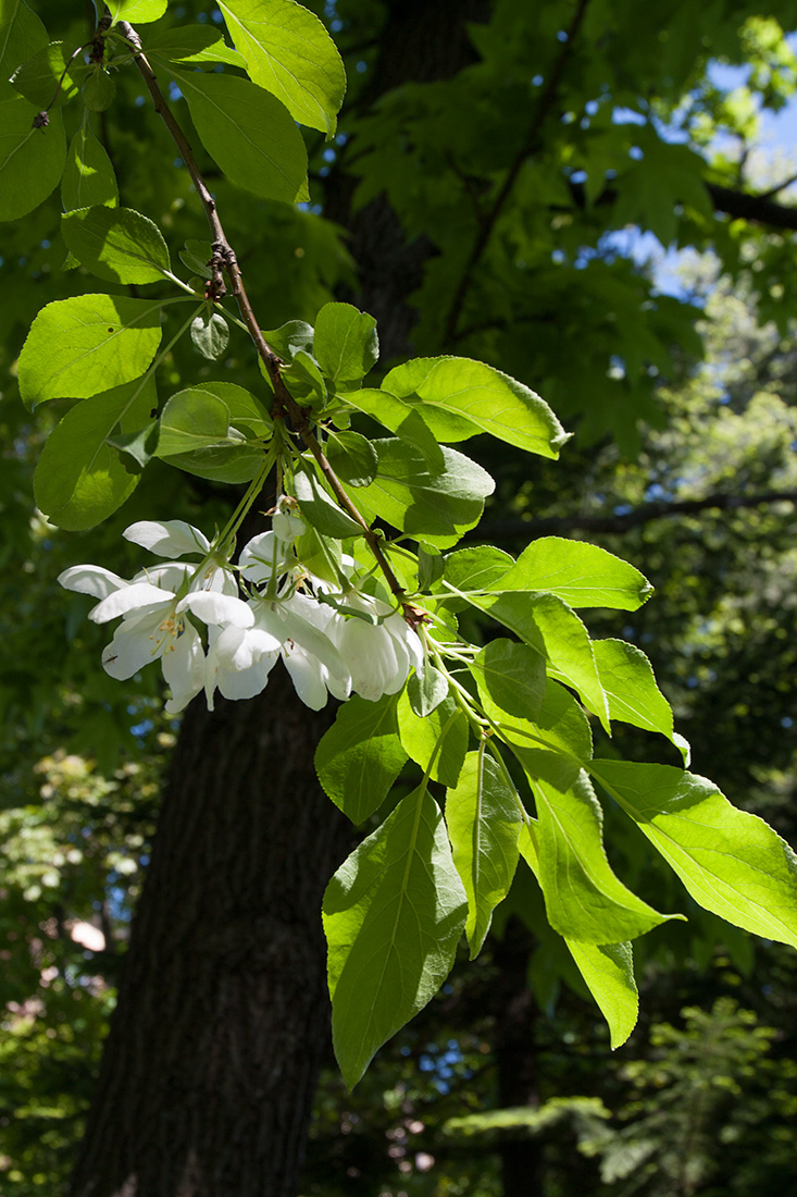 Image of Malus prunifolia specimen.