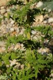 Echinops armatus. Часть стебля с листьями. Крым, Севастополь, пос. Любимовка, прибрежная полоса. 16.07.2017.