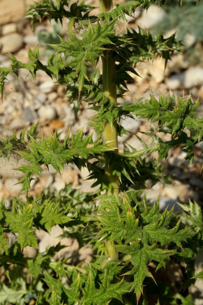 Image of Echinops armatus specimen.