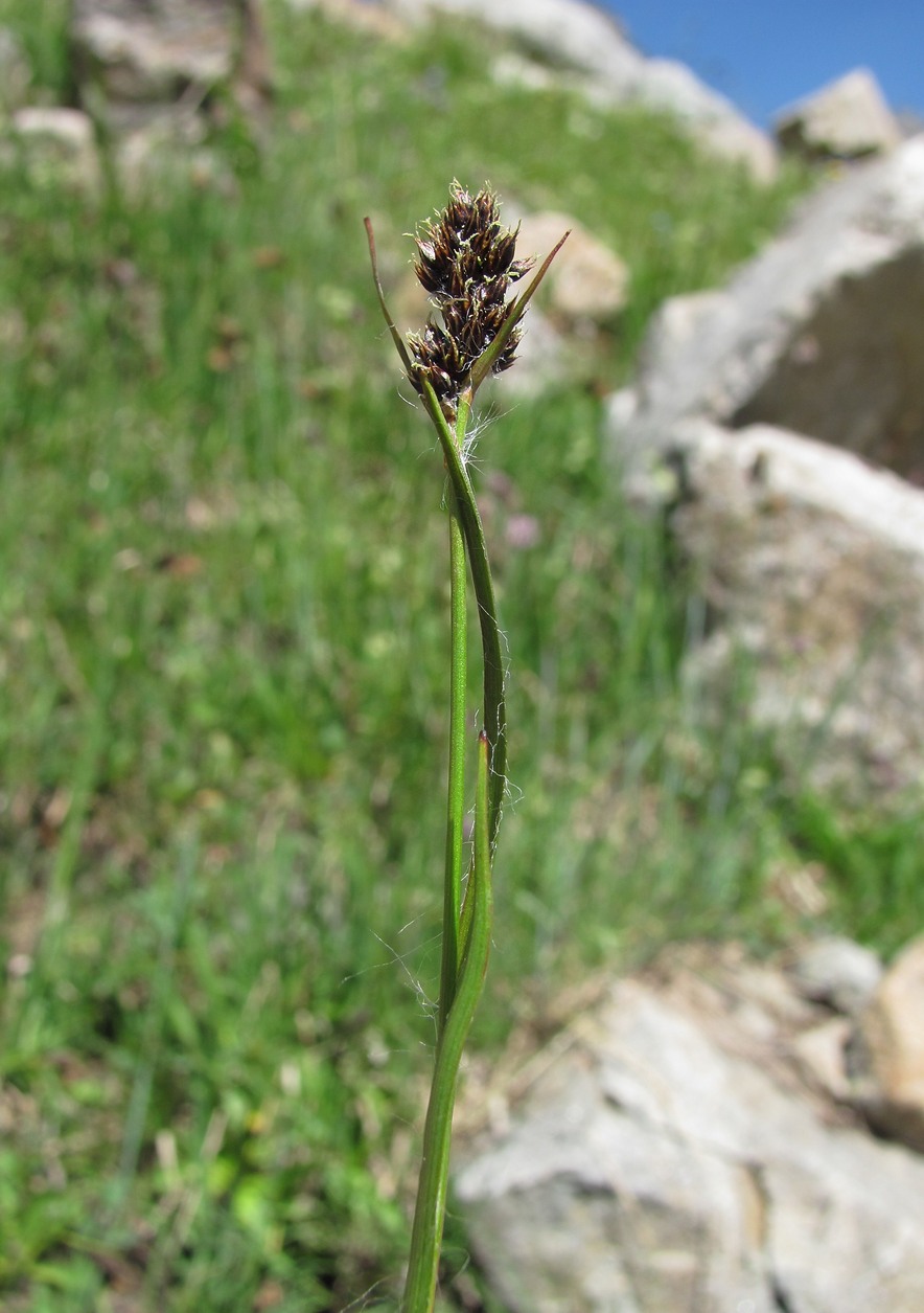 Image of Luzula stenophylla specimen.