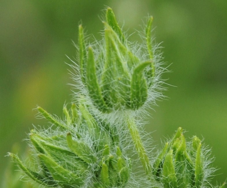 Image of Potentilla laciniosa specimen.