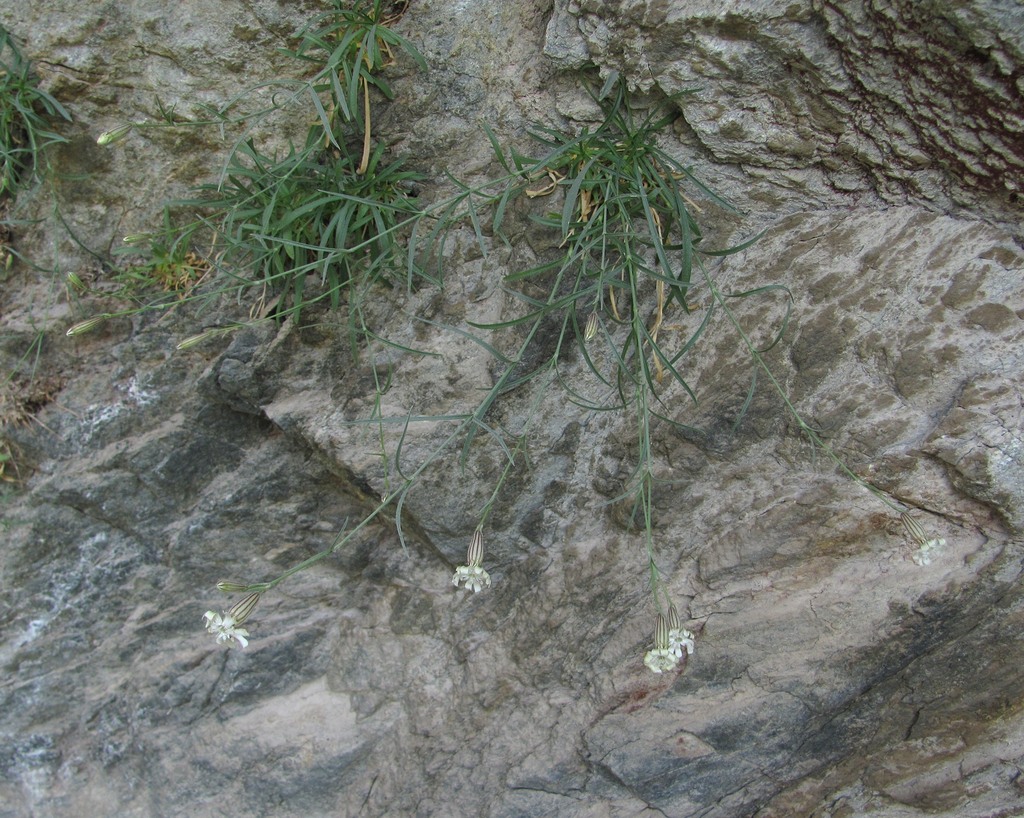 Image of Silene linearifolia specimen.