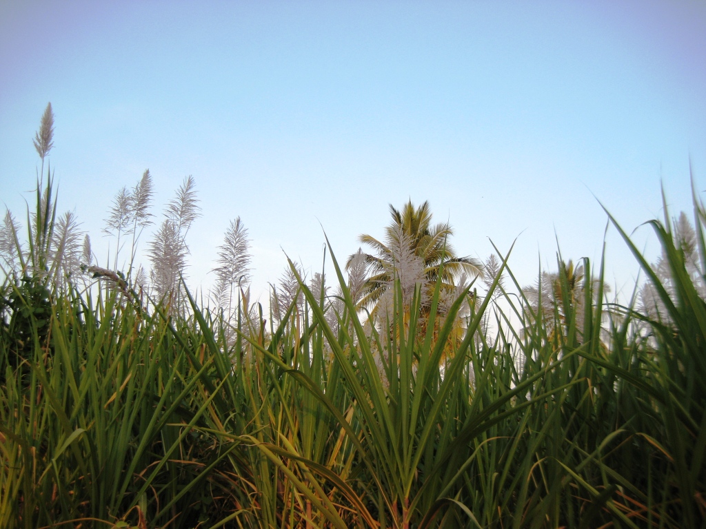 Image of Saccharum officinarum specimen.