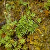 Pogonatum urnigerum. Вегетирующие растения. Северный Урал, Пермский край, обрывистый правый берег р. Язьва в р-не с. Верх-Язьва, под елью. 20 августа 2017 г.