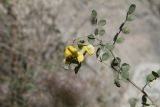 Colutea paulsenii