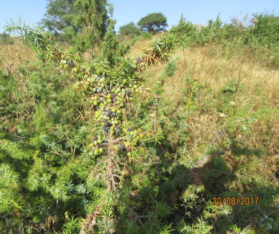 Image of Juniperus oblonga specimen.