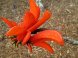 Erythrina lysistemon