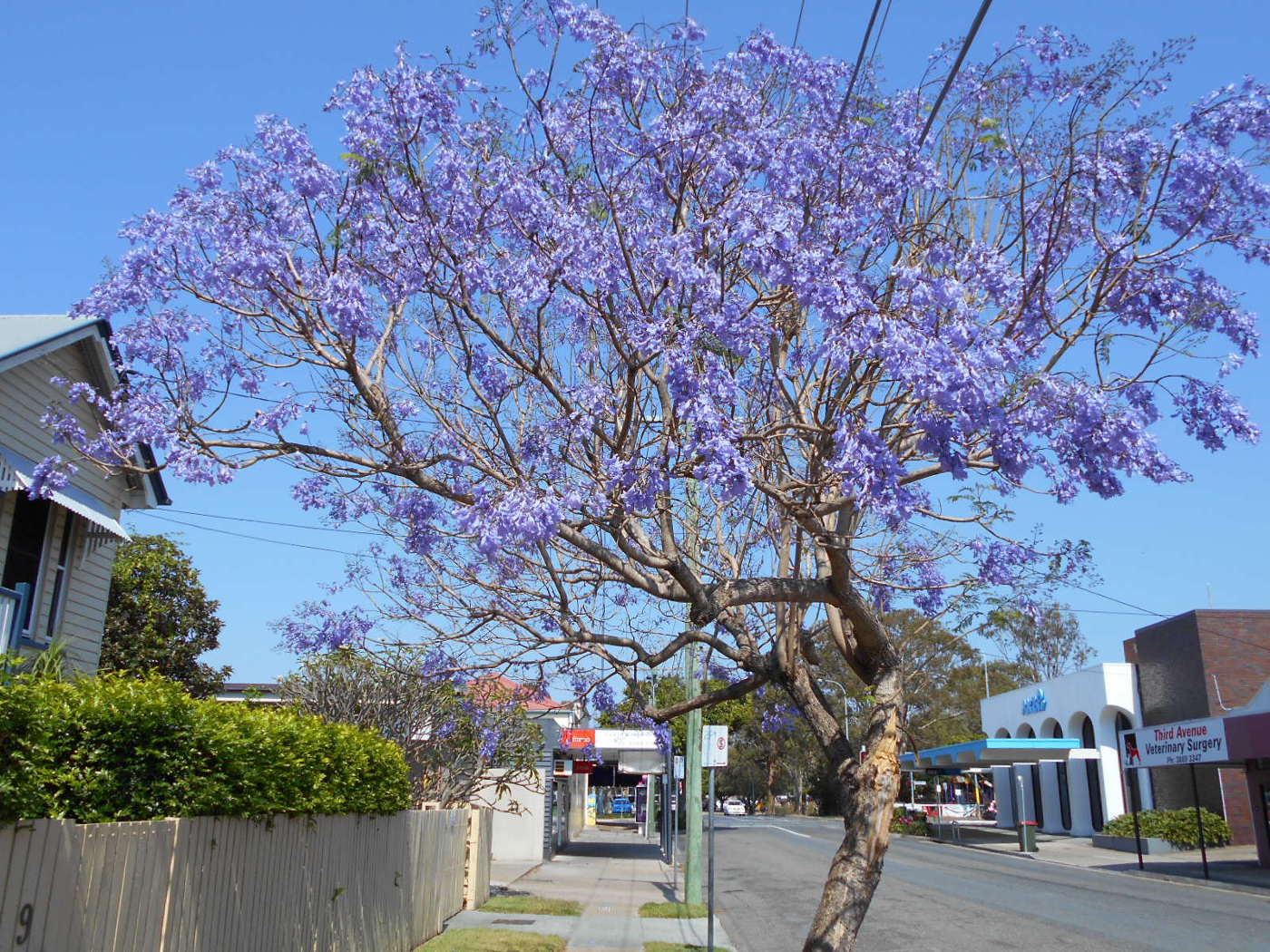 Image of Jacaranda mimosifolia specimen.