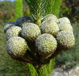Berzelia albiflora