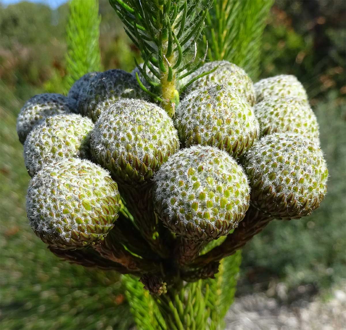 Image of Berzelia albiflora specimen.