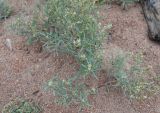 Aconogonon ocreatum variety riparium. Цветущие растения. Бурятия, перешеек п-ова Святой нос, побережье Баргузинского залива, песчаный пляж. 23.07.2009.