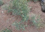 Aconogonon ocreatum variety riparium. Цветущие растения. Бурятия, перешеек п-ова Святой нос, побережье Баргузинского залива. 23.07.2009.