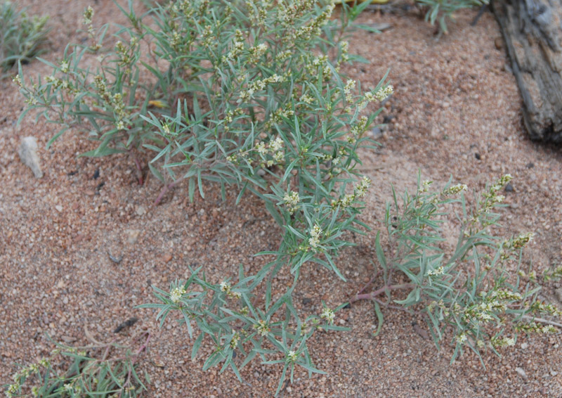 Изображение особи Aconogonon ocreatum var. riparium.