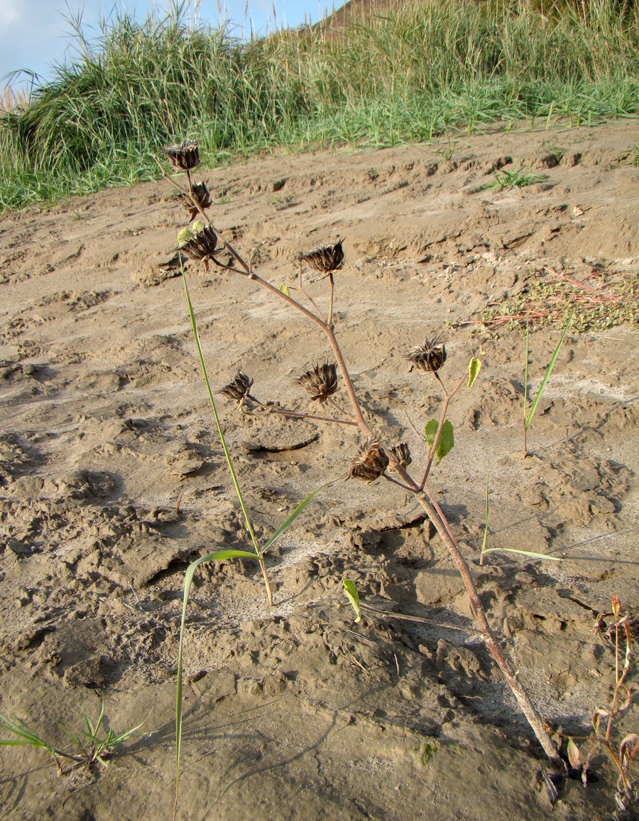 Изображение особи Abutilon theophrasti.