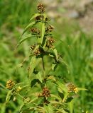 Image of taxon representative. Author is Тамара Риб