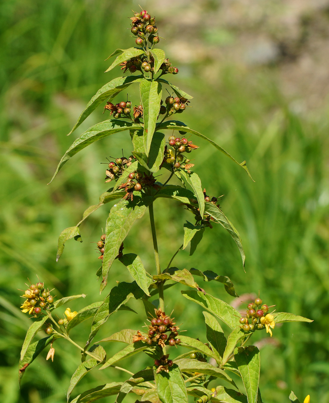 Image of Lysimachia vulgaris specimen.