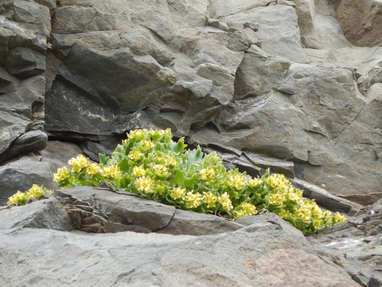 Image of Draba hyperborea specimen.