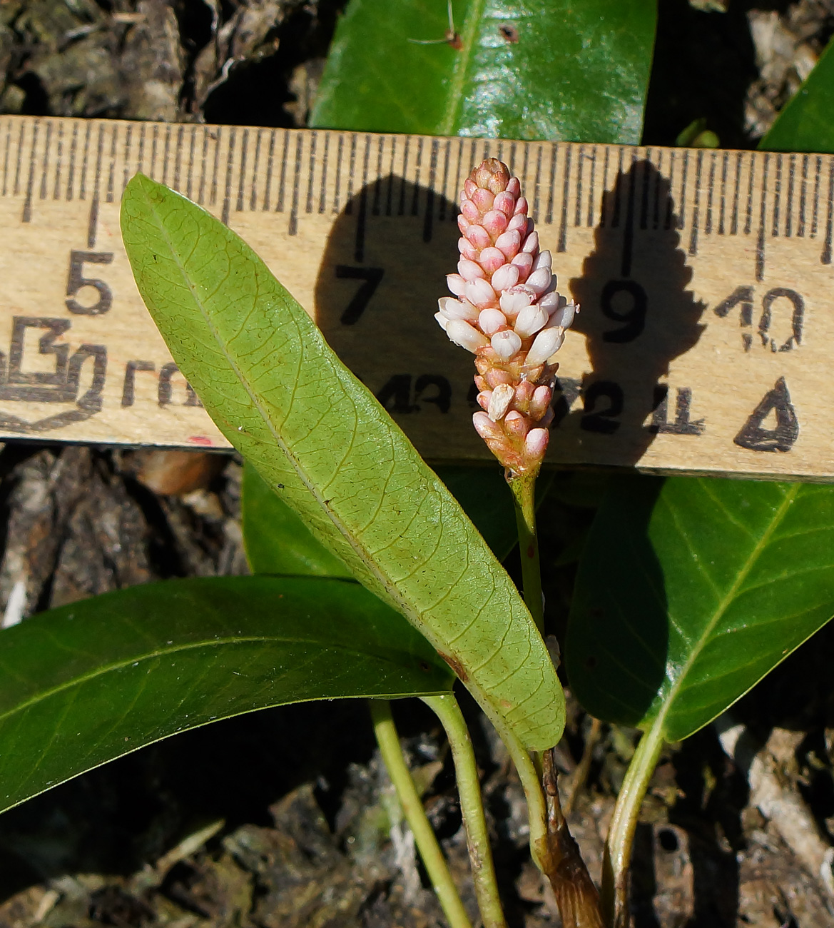 Image of Persicaria amphibia specimen.