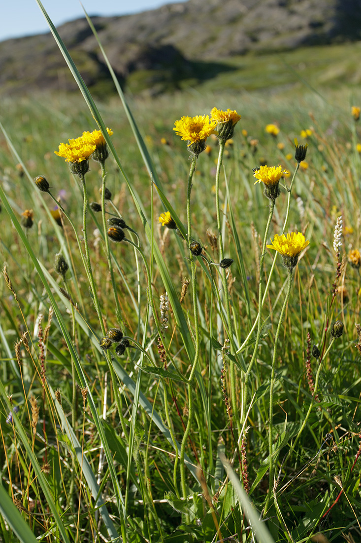 Изображение особи род Hieracium.