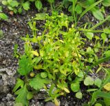 Montia fontana