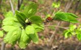 Ulmus glabra