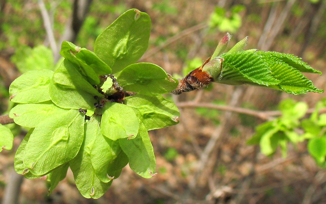 Изображение особи Ulmus glabra.