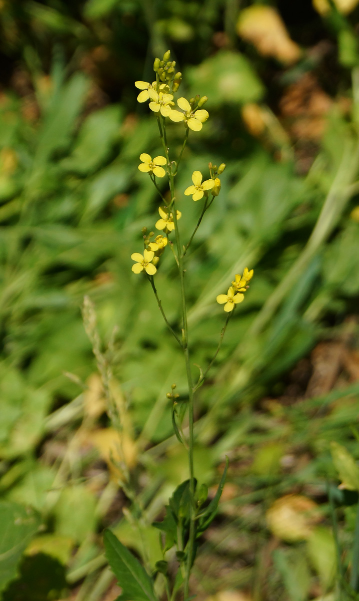 Image of Sisymbrium volgense specimen.