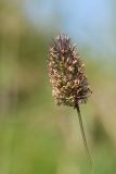 Phleum alpinum. Верхушка побега с отцветающим соцветием. Мурманская обл., Кольский р-н, окр. пос. Дальние Зеленцы, окр. Столбового озера, склон восточной экспозиции небольшой сопки, нивальная луговина. 03.08.2017.