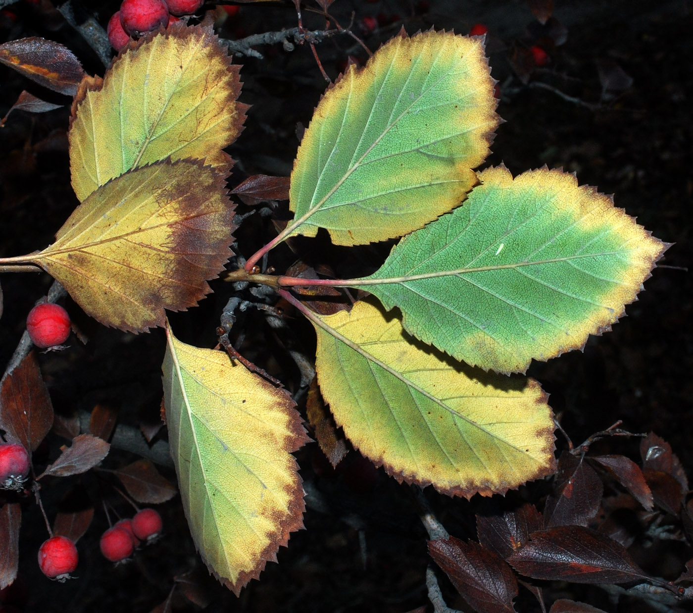 Изображение особи род Crataegus.