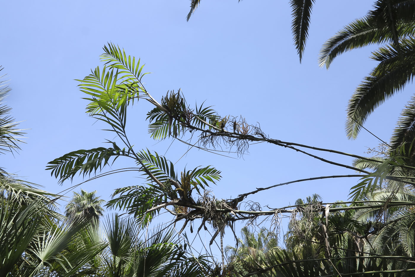 Image of genus Chamaedorea specimen.