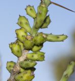 Cylindropuntia leptocaulis