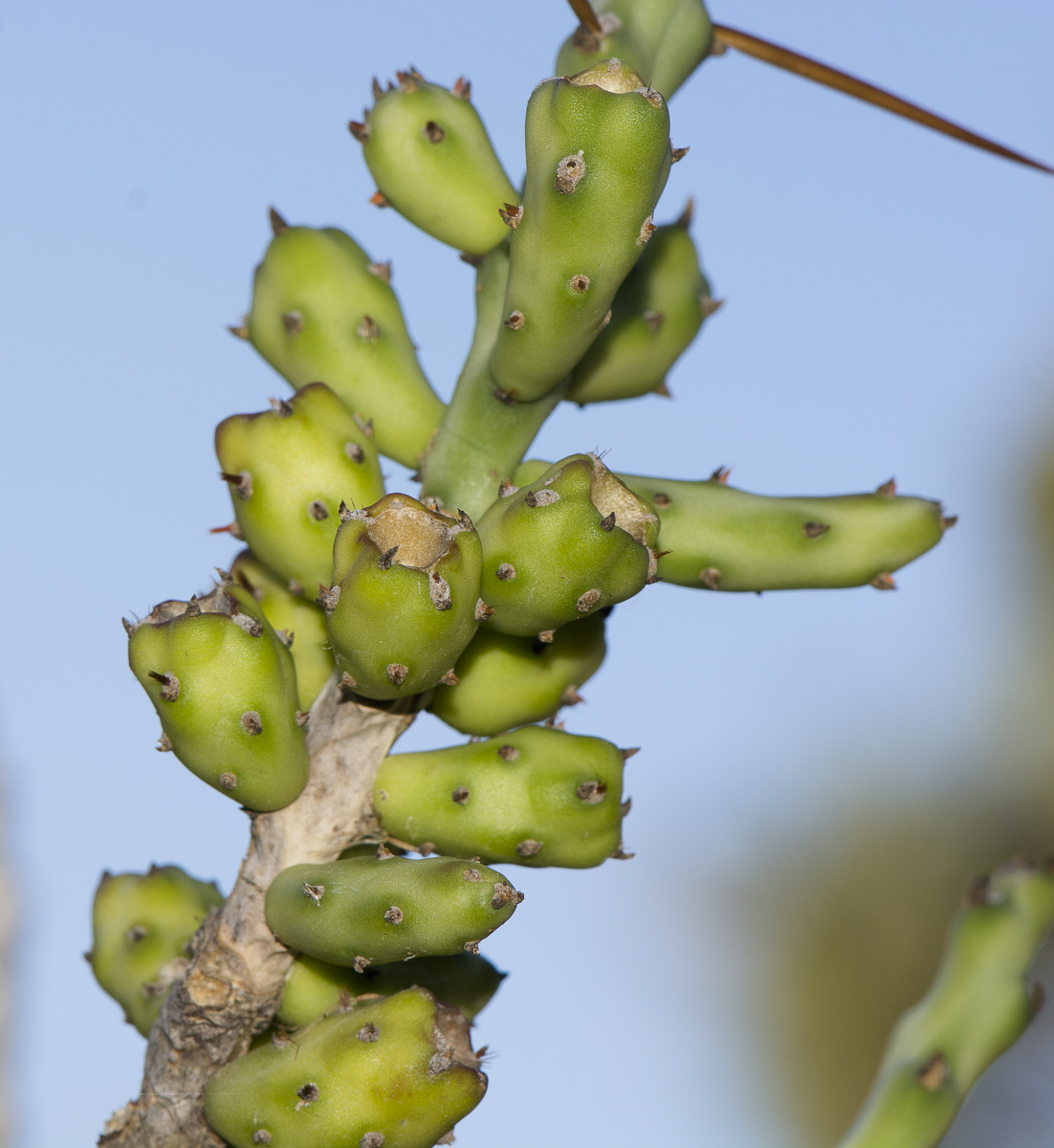 Изображение особи Cylindropuntia leptocaulis.