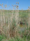 Phragmites australis. Прошлогодние побеги с соплодиями и молодые побеги. Волгоградская обл., окр. оз. Эльтон, берег р. Хара, у воды. 25.05.2007.