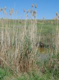 Phragmites australis. Прошлогодние побеги с соплодиями и молодые побеги. Волгоградская обл., окр. оз. Эльтон. 25.05.2007.