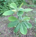 Magnolia hypoleuca