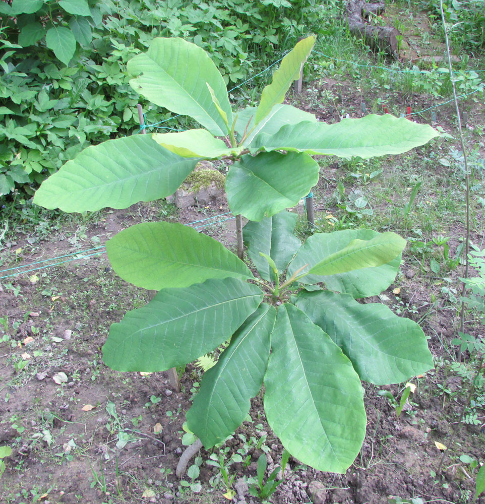 Изображение особи Magnolia hypoleuca.