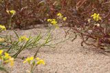 Raphanus raphanistrum