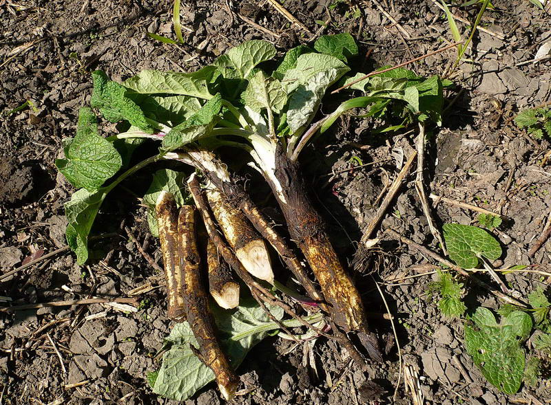 Изображение особи Arctium tomentosum.