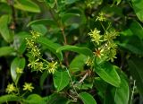 Tristellateia australasiae