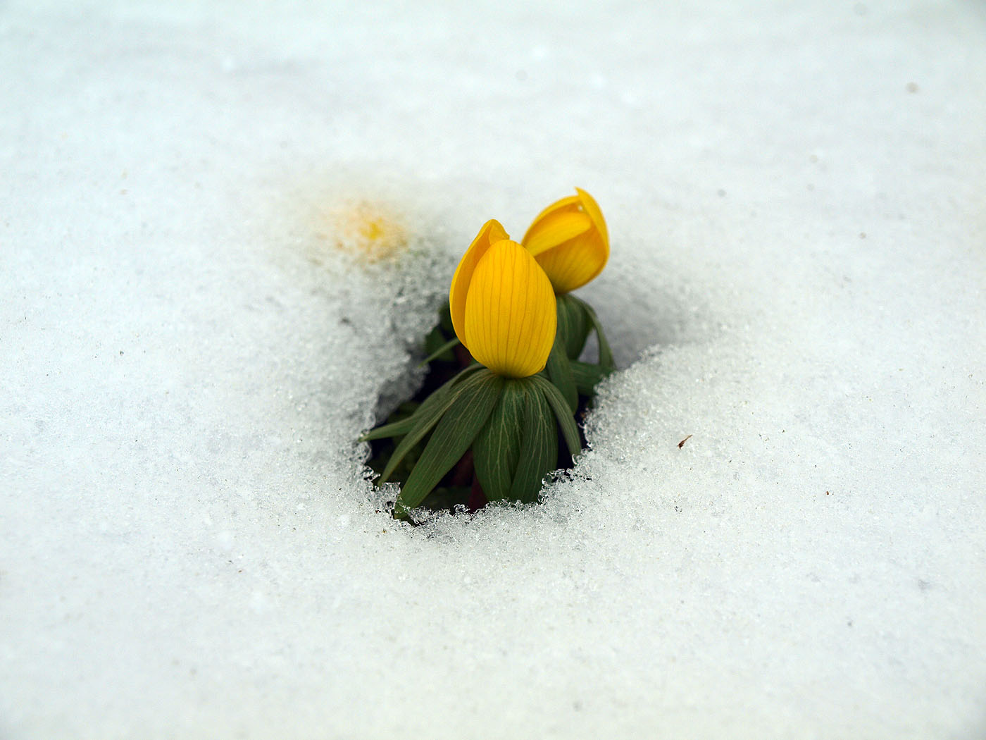 Image of Eranthis hyemalis specimen.