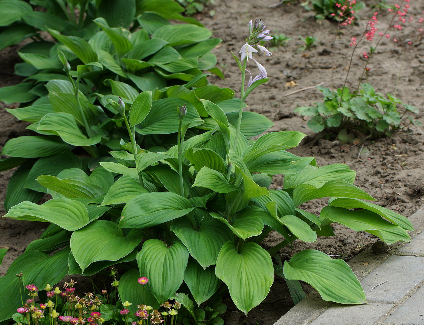 Изображение особи род Hosta.