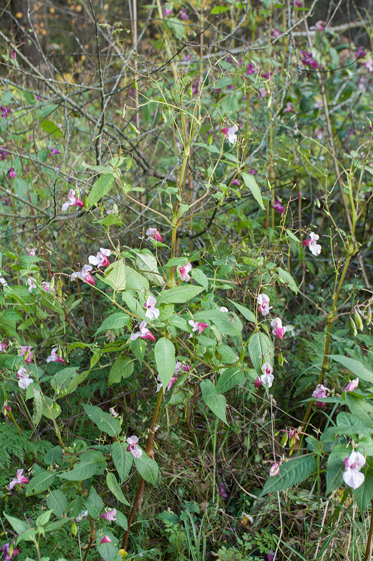 Image of Impatiens glandulifera specimen.