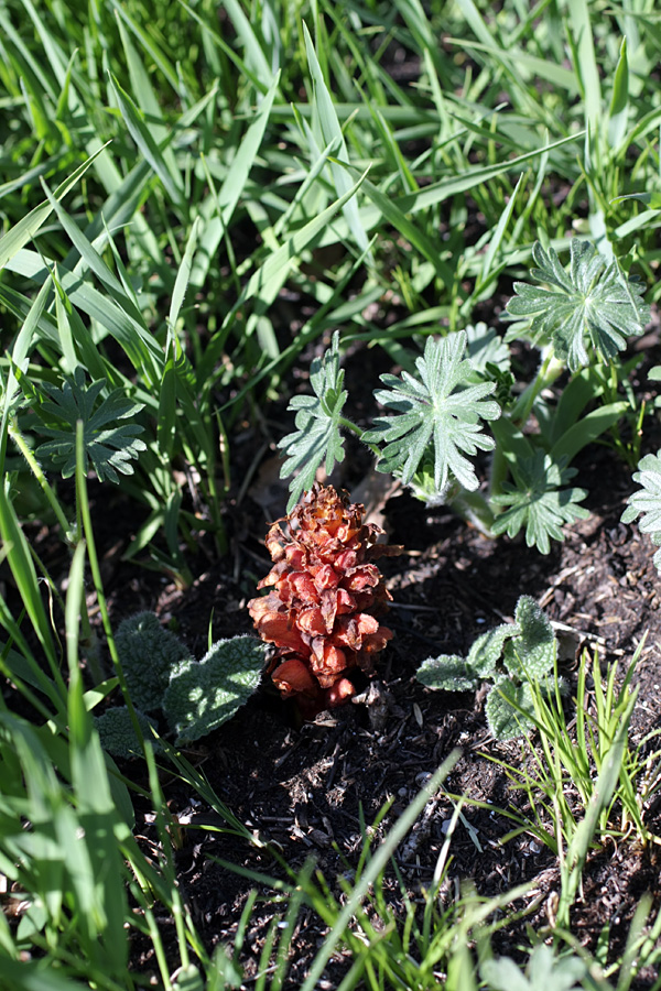 Изображение особи Orobanche colorata.