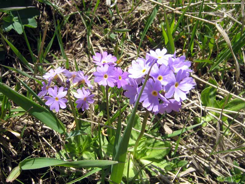 Image of Primula algida specimen.