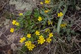 Ranunculus polyrhizos. Цветущее растение. Казахстан, Карагандинская обл., Улытауский р-н, склон долины р. Дуйсембай, скальное обнажение. 21.04.2018.