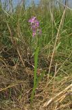 Anacamptis laxiflora subspecies elegans. Цветущее растение. Крым, Керченский п-ов, побережье Казантипского залива в окр. с. Песочное, заболоченные пески. 22 мая 2018 г.