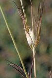 Nigella integrifolia