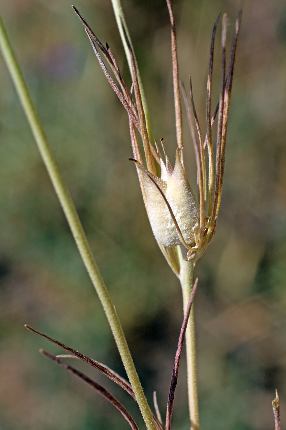 Image of Nigella integrifolia specimen.