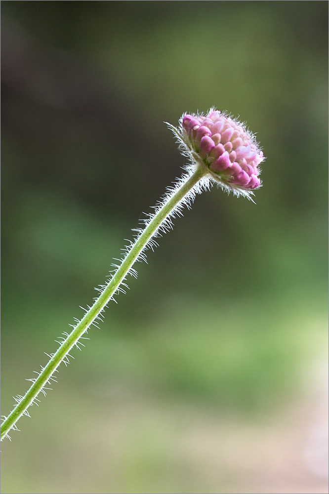 Image of Knautia arvensis specimen.